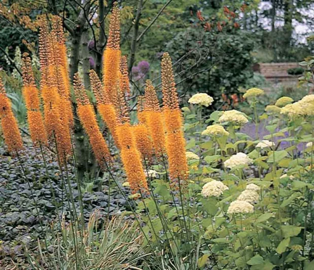 Eremurus x Isabellinus 'Pinokkio', Eremurus Isabellinus 'Pinokkio', Foxtail Lily 'Pinokkio', Desert Candle 'Pinokkio', Eremurus Isabellinus 'Pinocchio', Foxtail Lily 'Pinocchio', Desert Candle 'Pinocchio', Orange flowers