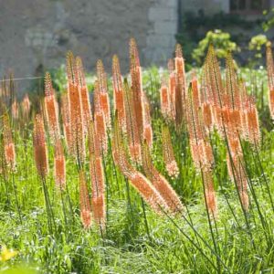 Eremurus x Isabellinus 'Cleopatra', Eremurus Isabellinus 'Cleopatra', Foxtail Lily 'Cleopatra', Desert Candle 'Cleopatra', Giant Desert Candle 'Cleopatra', Orange flowers
