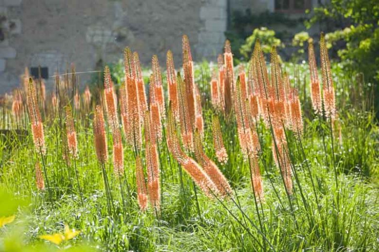 Eremurus x Isabellinus 'Cleopatra', Eremurus Isabellinus 'Cleopatra', Foxtail Lily 'Cleopatra', Desert Candle 'Cleopatra', Giant Desert Candle 'Cleopatra', Orange flowers