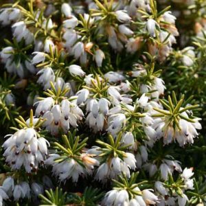 Erica Carnea 'Golden Starlet', Winter Heath 'Golden Starlet', Heather 'Golden Starlet', Snow Heath 'Golden Starlet', Spring Heath 'Golden Starlet', Alpine Heath 'Golden Starlet', White Heath, White Heather
