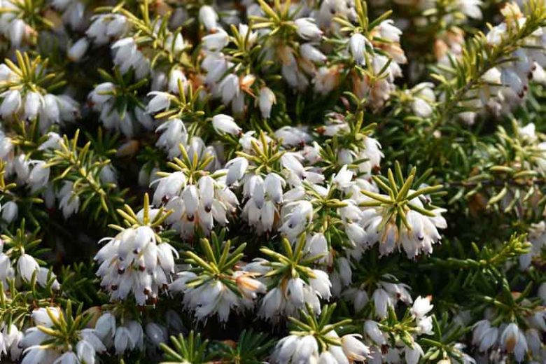 Erica Carnea 'Golden Starlet', Winter Heath 'Golden Starlet', Heather 'Golden Starlet', Snow Heath 'Golden Starlet', Spring Heath 'Golden Starlet', Alpine Heath 'Golden Starlet', White Heath, White Heather