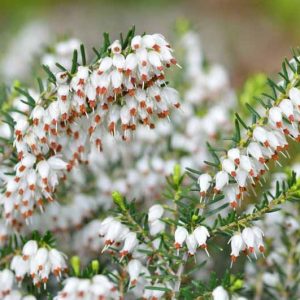 Erica Carnea 'Ice Princess', Winter Heath 'Ice Princess', Heather 'Ice Princess', Snow Heath 'Ice Princess', Spring Heath 'Ice Princess', Alpine Heath 'Ice Princess', White Heath, White Heather