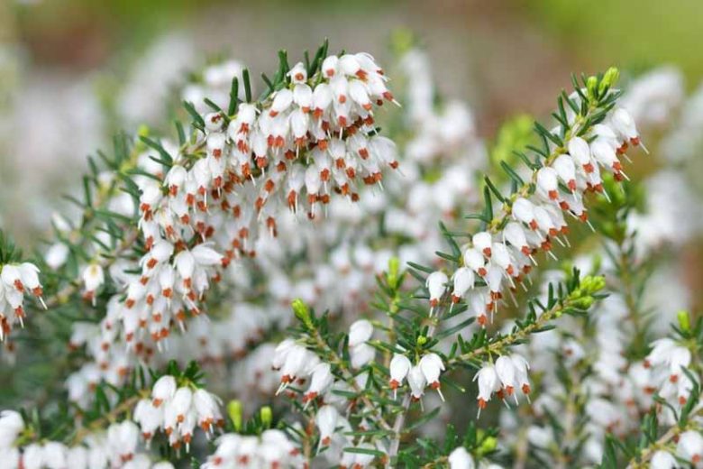 Erica Carnea 'Ice Princess', Winter Heath 'Ice Princess', Heather 'Ice Princess', Snow Heath 'Ice Princess', Spring Heath 'Ice Princess', Alpine Heath 'Ice Princess', White Heath, White Heather