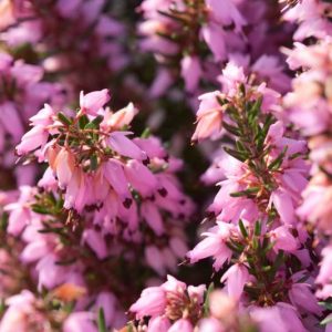 Erica Carnea 'March Seedling', Winter Heath 'March Seedling', Heather 'March Seedling', Snow Heath 'March Seedling', Spring Heath 'March Seedling', Alpine Heath 'March Seedling'