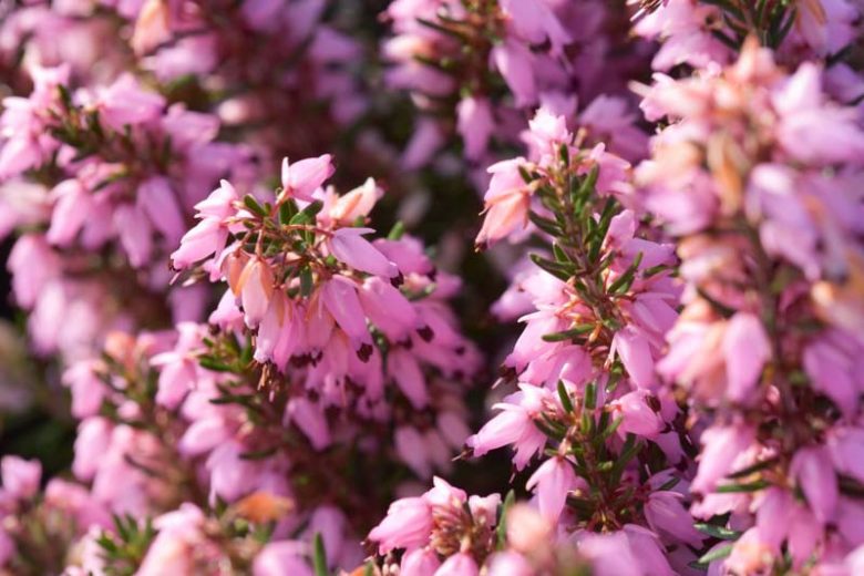 Erica Carnea 'March Seedling', Winter Heath 'March Seedling', Heather 'March Seedling', Snow Heath 'March Seedling', Spring Heath 'March Seedling', Alpine Heath 'March Seedling'