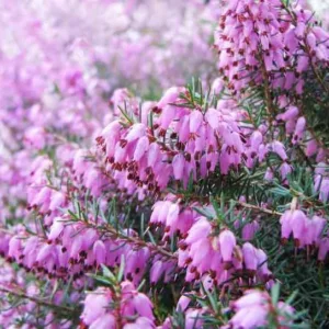 Erica Carnea 'Springwood Pink', Winter Heath 'Springwood Pink', Heather 'Springwood Pink', Snow Heath 'Springwood Pink', Spring Heath 'Springwood Pink', Alpine Heath 'Springwood Pink'