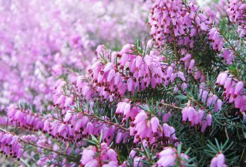 Erica Carnea 'Springwood Pink', Winter Heath 'Springwood Pink', Heather 'Springwood Pink', Snow Heath 'Springwood Pink', Spring Heath 'Springwood Pink', Alpine Heath 'Springwood Pink'