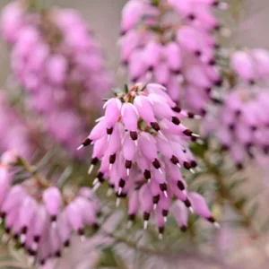 Erica Carnea 'December Red', Winter Heath 'December Red', Heather 'December Red', Snow Heath 'December Red', Spring Heath 'December Red', Alpine Heath 'December Red'