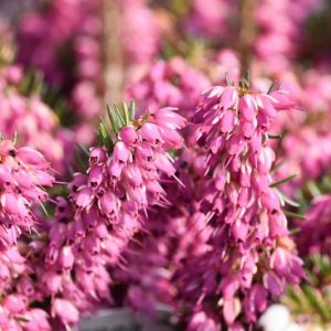 Erica Carnea 'Myretoun Ruby', Winter Heath 'Myretoun Ruby', Heather 'Myretoun Ruby', Snow Heath 'Myretoun Ruby', Spring Heath 'Myretoun Ruby', Alpine Heath 'Myretoun Ruby'