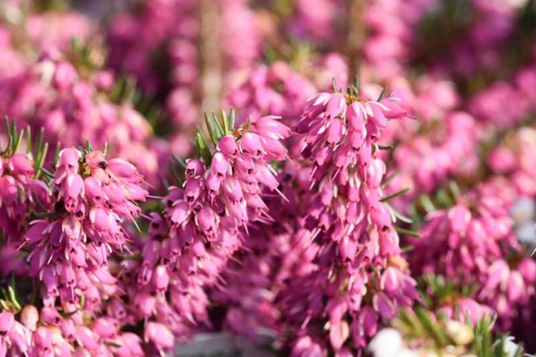 Erica Carnea 'Myretoun Ruby', Winter Heath 'Myretoun Ruby', Heather 'Myretoun Ruby', Snow Heath 'Myretoun Ruby', Spring Heath 'Myretoun Ruby', Alpine Heath 'Myretoun Ruby'