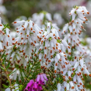 Erica Carnea 'Springwood White', Winter Heath 'Springwood White', Heather 'Springwood White', Snow Heath 'Springwood White', Spring Heath 'Springwood White', Alpine Heath 'Springwood White', White Heath, White Heather