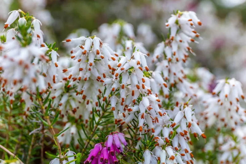 Erica Carnea 'Springwood White', Winter Heath 'Springwood White', Heather 'Springwood White', Snow Heath 'Springwood White', Spring Heath 'Springwood White', Alpine Heath 'Springwood White', White Heath, White Heather
