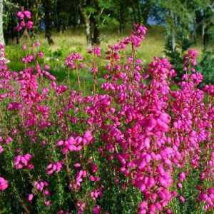 Erica Cinerea 'C.D. Eason'', Bell Heather 'C.D. Eason'',Purple Heath, Purple Heather, Bell Heathers
