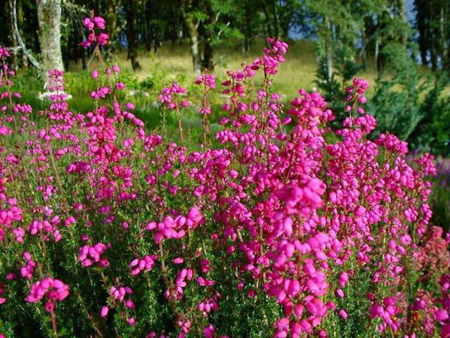 Erica Cinerea 'C.D. Eason'', Bell Heather 'C.D. Eason'',Purple Heath, Purple Heather, Bell Heathers