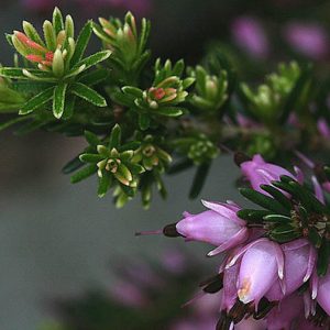 Erica Cinerea 'Pink Ice', Bell Heather 'Pink Ice',Pink Heath, Pink Heather, Bell Heathers