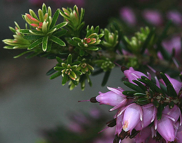 Erica Cinerea 'Pink Ice', Bell Heather 'Pink Ice',Pink Heath, Pink Heather, Bell Heathers