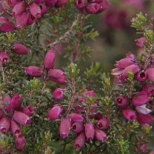 Erica Cinerea 'Velvet Night', Bell Heather 'Velvet Night',Purple Heath, Purple Heather, Bell Heathers