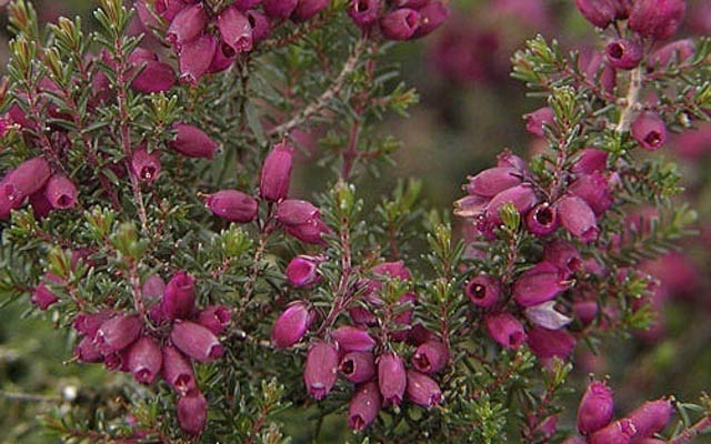 Erica Cinerea 'Velvet Night', Bell Heather 'Velvet Night',Purple Heath, Purple Heather, Bell Heathers