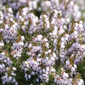 Erica x Darleyensis 'Margaret Porter', Winter Heath 'Margaret Porter', Heather 'Margaret Porter', Heath 'Margaret Porter', Pink Heath, Pink Heather, Pink Flowers,lilac Heath, lilac Heather, lilac Flowers