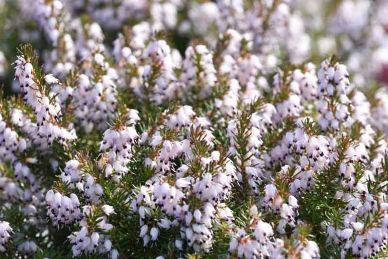 Erica x Darleyensis 'Margaret Porter', Winter Heath 'Margaret Porter', Heather 'Margaret Porter', Heath 'Margaret Porter', Pink Heath, Pink Heather, Pink Flowers,lilac Heath, lilac Heather, lilac Flowers