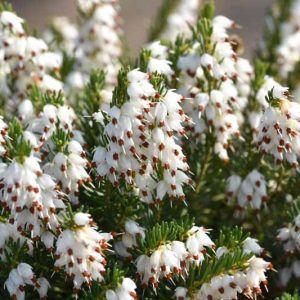 Erica x Darleyensis 'White Perfection', Winter Heath 'White Perfection', Heather 'White Perfection', Heath 'White Perfection', White Heath