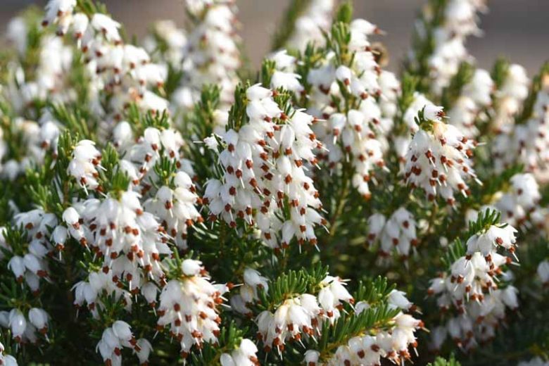 Erica x Darleyensis 'White Perfection', Winter Heath 'White Perfection', Heather 'White Perfection', Heath 'White Perfection', White Heath