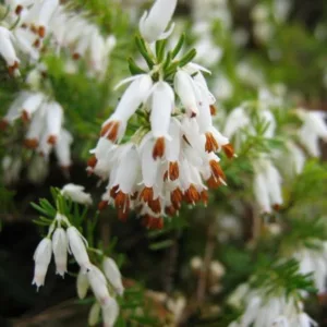 Erica x Darleyensis 'Alba', Winter Heath 'Alba', Heather 'Alba', Heath 'Alba', Darley Dale Heath 'Alba', Darley Heath 'Alba', White Heath, White Heather, White Flowers