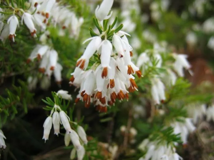 Erica x Darleyensis 'Alba', Winter Heath 'Alba', Heather 'Alba', Heath 'Alba', Darley Dale Heath 'Alba', Darley Heath 'Alba', White Heath, White Heather, White Flowers