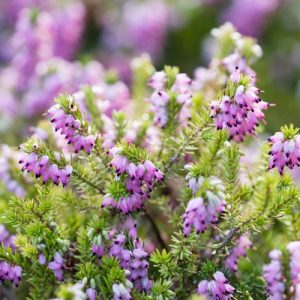 Erica x Darleyensis 'Arthur Johnson', Winter Heath 'Arthur Johnson', Heather 'Arthur Johnson', Heath 'Arthur Johnson', Pink Heath
