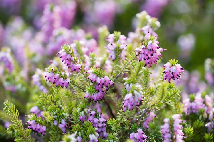 Erica x Darleyensis 'Arthur Johnson', Winter Heath 'Arthur Johnson', Heather 'Arthur Johnson', Heath 'Arthur Johnson', Pink Heath