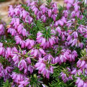Erica x Darleyensis 'Darley Dale', Winter Heath 'Darley Dale', Heather 'Darley Dale', Heath 'Darley Dale', Pink Heath, Pink Heather, Pink Flowers