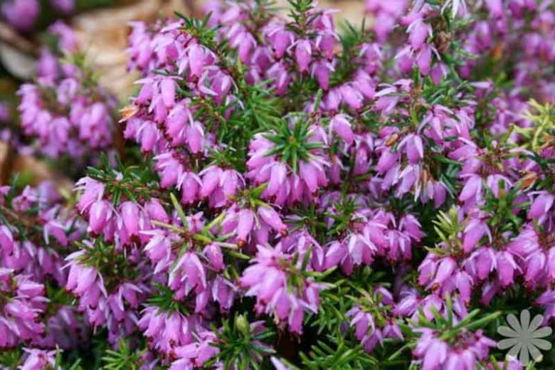 Erica x Darleyensis 'Darley Dale', Winter Heath 'Darley Dale', Heather 'Darley Dale', Heath 'Darley Dale', Pink Heath, Pink Heather, Pink Flowers