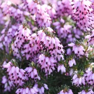 Erica x Darleyensis 'Furzey', Winter Heath 'Furzey', Heather 'Furzey', Heath 'Furzey', Pink Heath, Pink Heather, Pink Flowers,lilac Heath, lilac Heather, lilac Flowers