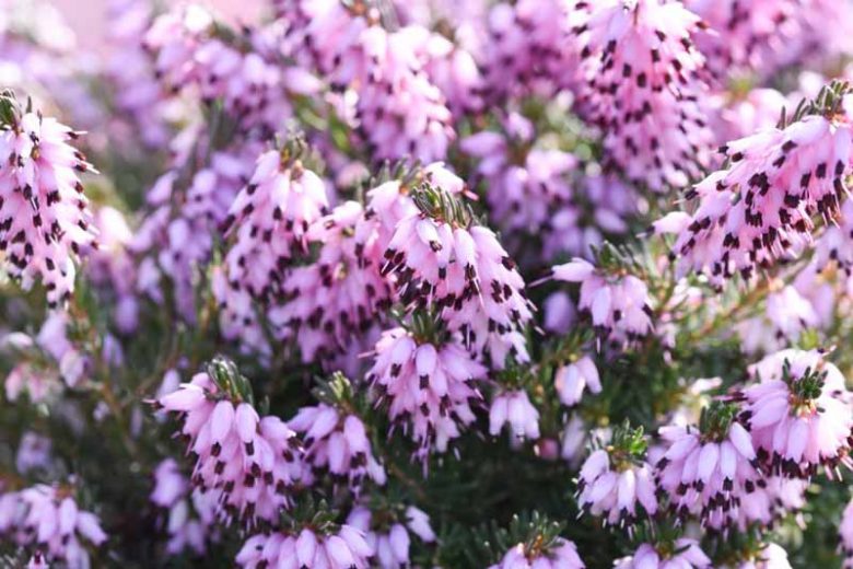 Erica x Darleyensis 'Furzey', Winter Heath 'Furzey', Heather 'Furzey', Heath 'Furzey', Pink Heath, Pink Heather, Pink Flowers,lilac Heath, lilac Heather, lilac Flowers
