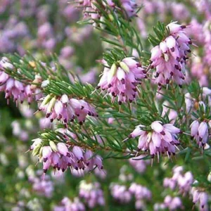 Erica x Darleyensis 'Ghost Hills', Winter Heath 'Ghost Hills', Heather 'Ghost Hills', Heath 'Ghost Hills', Pink Flowers,lilac Heath, lilac Heather, lilac Flowers