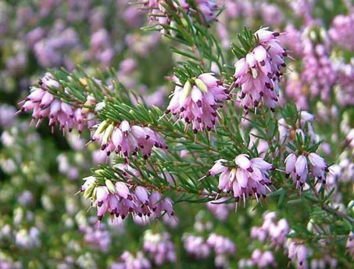 Erica x Darleyensis 'Ghost Hills', Winter Heath 'Ghost Hills', Heather 'Ghost Hills', Heath 'Ghost Hills', Pink Flowers,lilac Heath, lilac Heather, lilac Flowers