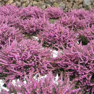 Erica x Darleyensis 'Kramer's Rote', Winter Heath 'Kramer's Rote', Heather 'Kramer's Rote', Heath 'Kramer's Rote', Winter Heath 'Kramer's Red', Heather 'Kramer's Red', Heath 'Kramer's Red', Darley Dale Heath 'Kramer's Rote', Darley Heath 'Kramer's Rote',