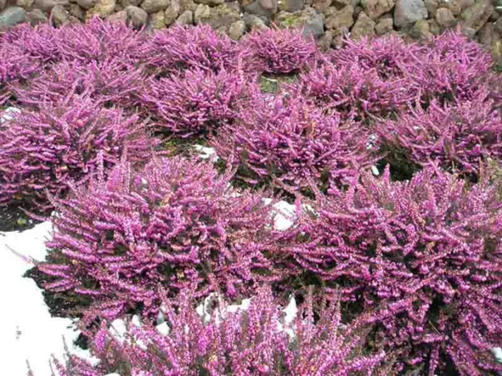 Erica x Darleyensis 'Kramer's Rote', Winter Heath 'Kramer's Rote', Heather 'Kramer's Rote', Heath 'Kramer's Rote', Winter Heath 'Kramer's Red', Heather 'Kramer's Red', Heath 'Kramer's Red', Darley Dale Heath 'Kramer's Rote', Darley Heath 'Kramer's Rote',