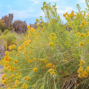 Ericameria nauseosa, Rubber Rabbitbrush, Gray Rabbitbrush, Yellow Flowers, Waterwise Perennial