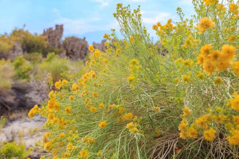 Ericameria nauseosa, Rubber Rabbitbrush, Gray Rabbitbrush, Yellow Flowers, Waterwise Perennial