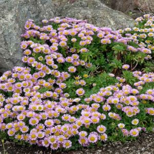 Erigeron glaucus, Seaside Fleabane, Seaside Daisy, Beach Aster, Pink flowers, Pink Groundcovers, Mediterranean Plants