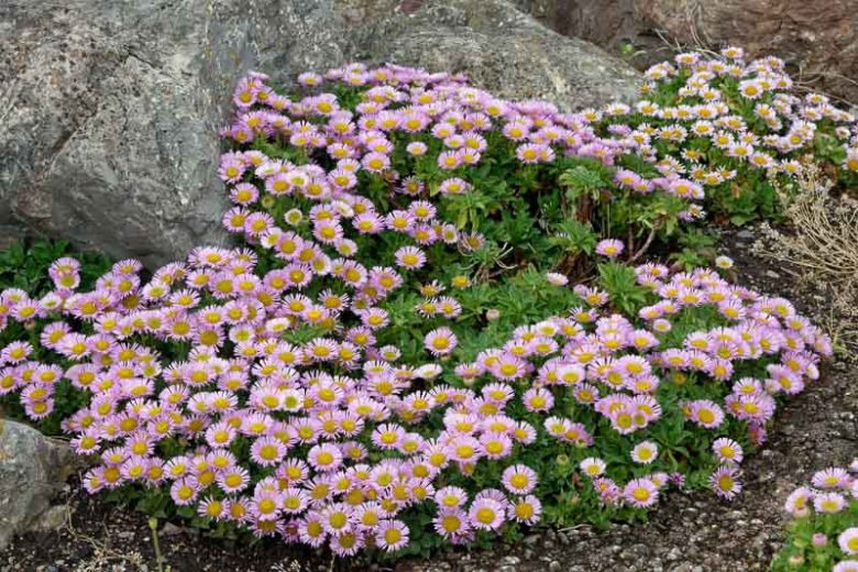 Erigeron glaucus, Seaside Fleabane, Seaside Daisy, Beach Aster, Pink flowers, Pink Groundcovers, Mediterranean Plants