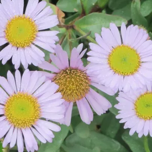 Erigeron glaucus Wayne Roderick, Seaside Daisy 'Wayne Roderick', Beach Fleabane Daisy 'Wayne Roderick', Erigeron 'Wayne Roderick', Erigeron 'WR', Pink flowers, Pink Groundcovers, Mediterranean Plants