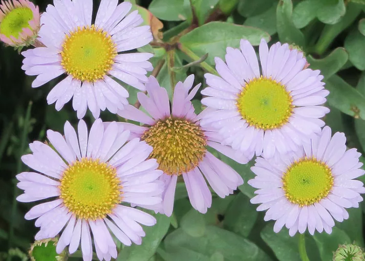 Erigeron glaucus Wayne Roderick, Seaside Daisy 'Wayne Roderick', Beach Fleabane Daisy 'Wayne Roderick', Erigeron 'Wayne Roderick', Erigeron 'WR', Pink flowers, Pink Groundcovers, Mediterranean Plants