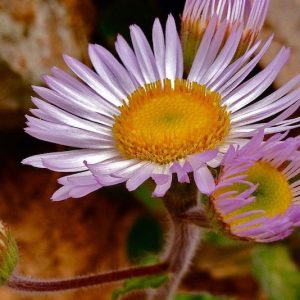 Erigeron pulchellus, Robin's Plantain, Poor Robin's Plantain, Rose Petty, Robert's Plantain, Blue Spring-daisy
