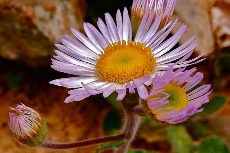 Erigeron pulchellus, Robin's Plantain, Poor Robin's Plantain, Rose Petty, Robert's Plantain, Blue Spring-daisy