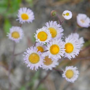 Erigeron quercifolius, Oakleaf Fleabane, Southern Fleabane, Florida Native Plant