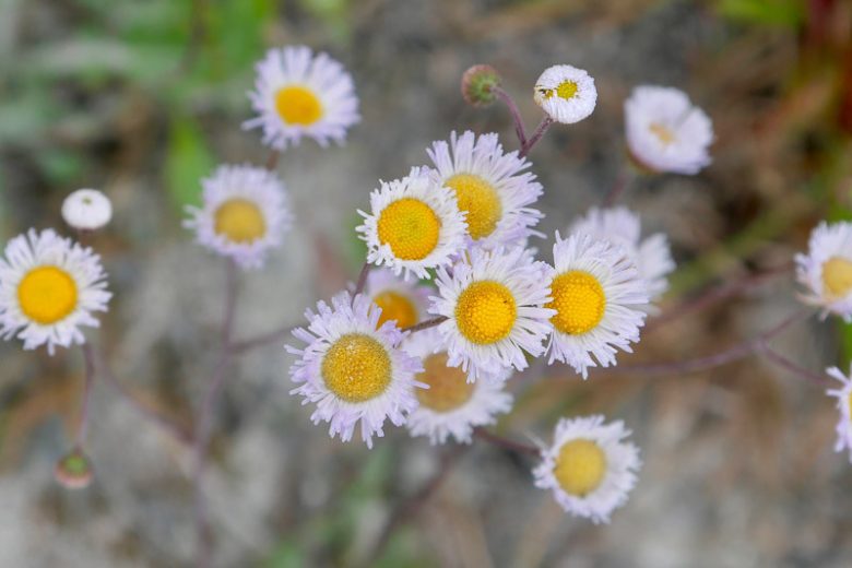 Erigeron quercifolius, Oakleaf Fleabane, Southern Fleabane, Florida Native Plant