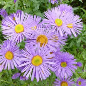 Erigeron speciosus, Aspen Fleabane, Showy Fleabane, Pink flowers, Pink Groundcovers, Mediterranean Plants