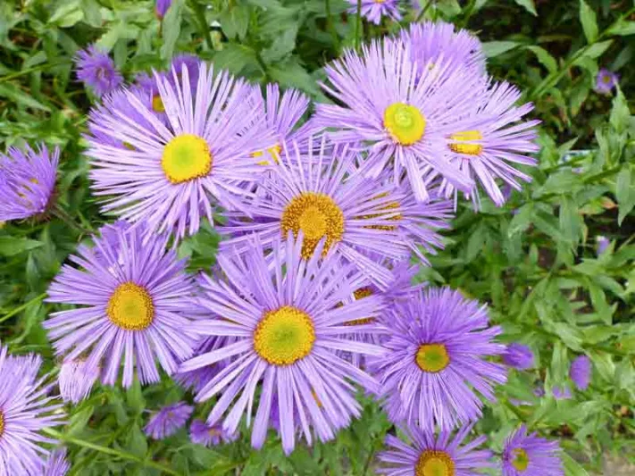 Erigeron speciosus, Aspen Fleabane, Showy Fleabane, Pink flowers, Pink Groundcovers, Mediterranean Plants